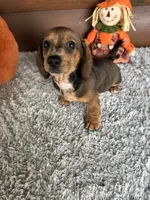 Mandy, a female Miniature Dachshund for sale in Lake City, FL – 4 of 4