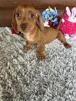 DeeDee, a female Miniature Dachshund for sale in Lake City, FL – 3 of 3