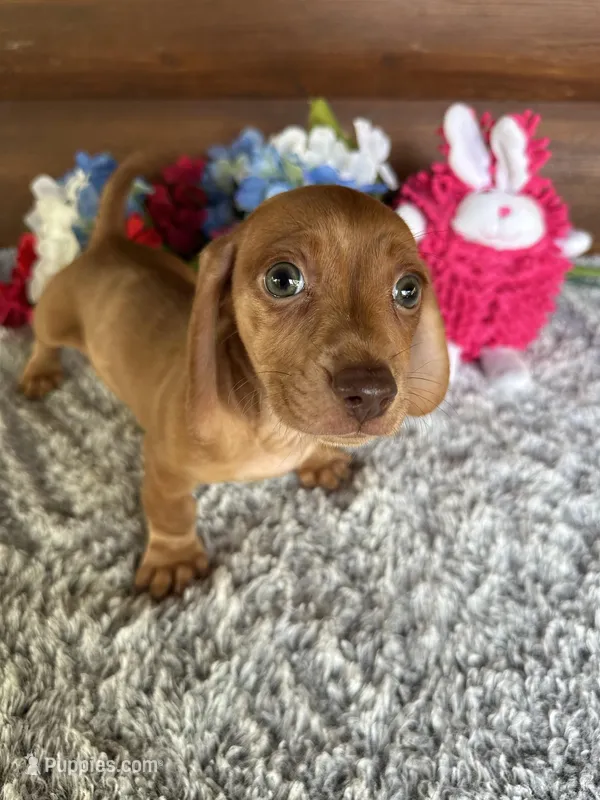DeeDee – Miniature Dachshund puppy for sale in Lake City, FL