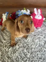 DeeDee, a female Miniature Dachshund for sale in Lake City, FL – 1 of 3