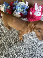 DeeDee, a female Miniature Dachshund for sale in Lake City, FL – 2 of 3