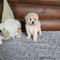 Sandy, a male Maltipoo for sale in Lake City, FL – Photo 2 of 2