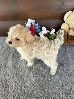 Sandy, a male Maltipoo and Maltese for sale in Lake City, FL – Photo 5 of 5