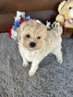 Sandy, a male Maltipoo and Maltese for sale in Lake City, FL – Photo 4 of 5
