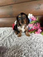 Missy, a female Miniature Dachshund for sale in Lake City, FL – Photo 1 of 3