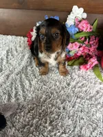 Missy, a female Miniature Dachshund for sale in Lake City, FL – Photo 2 of 3