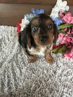 Missy, a female Miniature Dachshund for sale in Lake City, FL – Photo 3 of 3