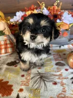 Mack, a male Yorkshire Terrier and Morkie for sale in Lake City, FL – 3 of 3