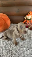 Missy, a female Miniature Dachshund for sale in Lake City, FL – 2 of 4