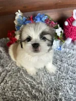 Macey, a female Shih Tzu and Mal Shi for sale in Lake City, FL – 2 of 4