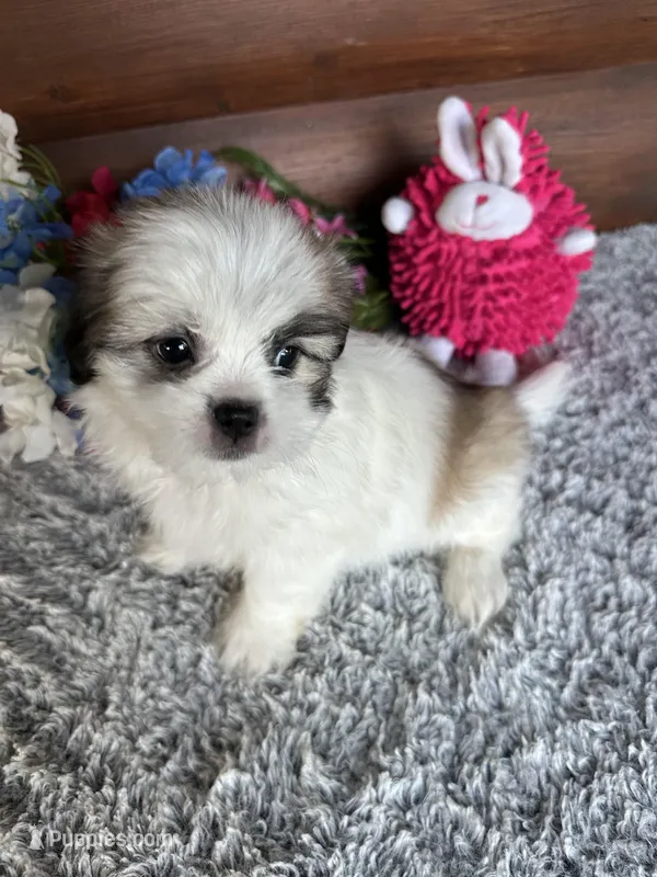 Macey – Shih Tzu, Mal Shi puppy for sale in Lake City, FL