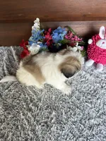 Macey, a female Shih Tzu and Mal Shi for sale in Lake City, FL – 4 of 4