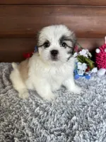 Macey, a female Shih Tzu and Mal Shi for sale in Lake City, FL – 3 of 4
