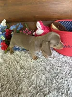 Cinnamon, a female Miniature Dachshund for sale in Lake City, FL – 4 of 5