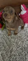 Cinnamon, a female Miniature Dachshund for sale in Lake City, FL – 5 of 5