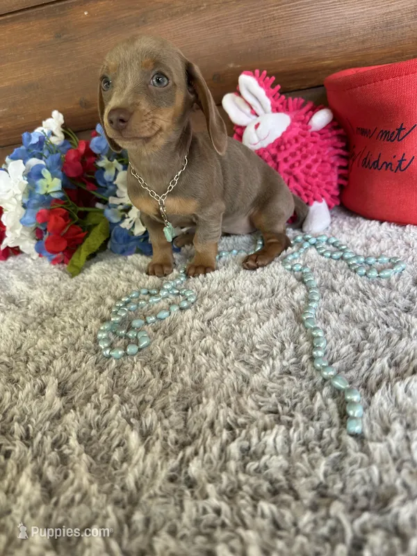 Cinnamon, a female Miniature Dachshund for sale in Lake City, FL – 1 of 5