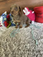 Cinnamon, a female Miniature Dachshund for sale in Lake City, FL – 1 of 5
