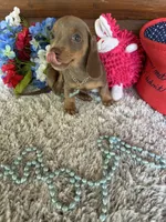 Cinnamon, a female Miniature Dachshund for sale in Lake City, FL – 3 of 5