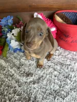 Cinnamon, a female Miniature Dachshund for sale in Lake City, FL – 2 of 5