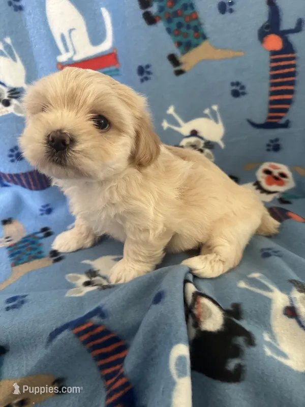Sassy – Yorkshire Terrier, Morkie puppy for sale in Lake City, FL