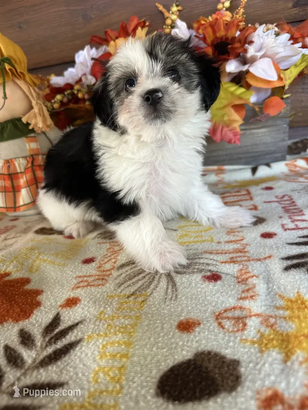 Max/hold – Yorkshire Terrier, Morkie puppy for sale in Lake City, FL