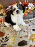 Max/hold, a male Yorkshire Terrier and Morkie for sale in Lake City, FL – 1 of 3