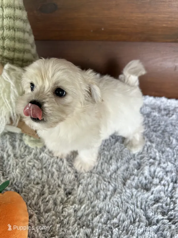 Toby – Maltese puppy for sale in Lake City, FL