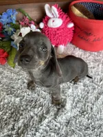 Luna, a female Miniature Dachshund for sale in Lake City, FL – 2 of 4