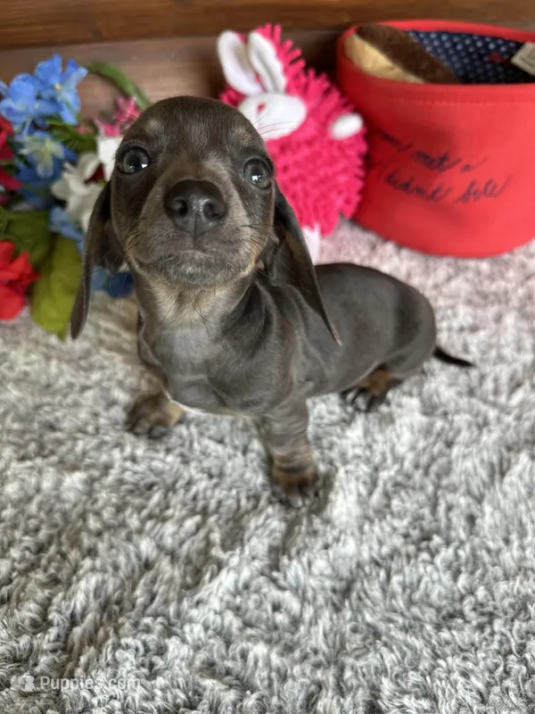 Luna, a female Miniature Dachshund for sale in Lake City, FL – 1 of 4