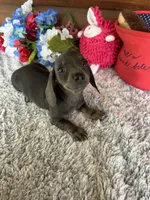 Luna, a female Miniature Dachshund for sale in Lake City, FL – 4 of 4