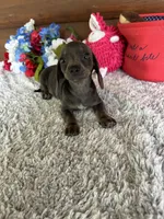 Luna, a female Miniature Dachshund for sale in Lake City, FL – 3 of 4