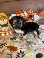Macey, a female Yorkshire Terrier and Morkie for sale in Lake City, FL – 2 of 3