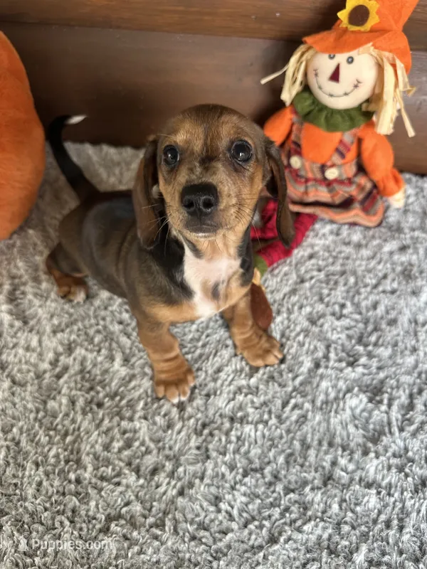 Mandy – Miniature Dachshund puppy for sale in Lake City, FL
