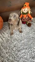 Missy, a female Miniature Dachshund for sale in Lake City, FL – 4 of 4
