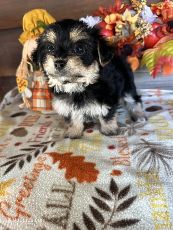 Mack – Yorkshire Terrier, Morkie puppy for sale in Lake City, FL