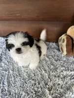 Max/Hold, a male Shih Tzu and Mal Shi for sale in Lake City, FL – 2 of 4