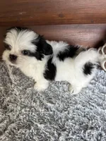 Max/Hold, a male Shih Tzu and Mal Shi for sale in Lake City, FL – 3 of 4