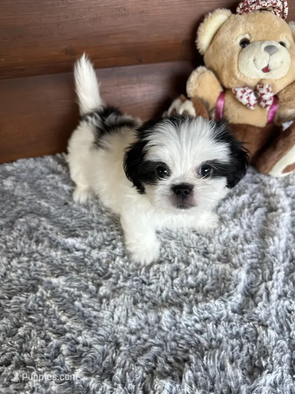 Max/Hold – Shih Tzu, Mal Shi puppy for sale in Lake City, FL