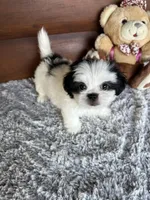 Max/Hold, a male Shih Tzu and Mal Shi for sale in Lake City, FL – 1 of 4