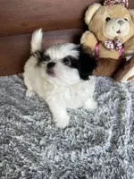 Max/Hold, a male Shih Tzu and Mal Shi for sale in Lake City, FL – 4 of 4