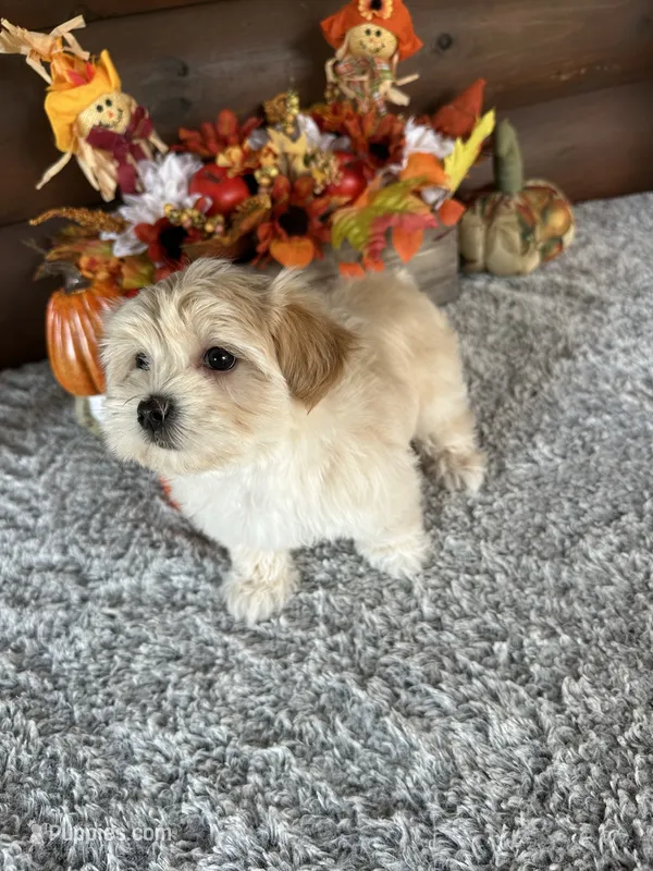 Tabby – Yorkshire Terrier, Morkie puppy for sale in Lake City, FL