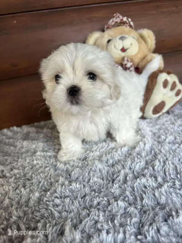 Mark – Shih Tzu, Mal Shi puppy for sale in Lake City, FL