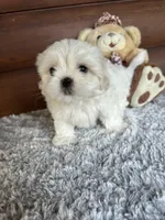 Mark, a male Shih Tzu and Mal Shi for sale in Lake City, FL – 1 of 5