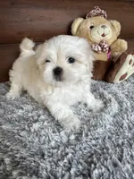 Mark, a male Shih Tzu and Mal Shi for sale in Lake City, FL – 2 of 5
