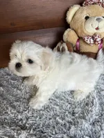 Mark, a male Shih Tzu and Mal Shi for sale in Lake City, FL – 4 of 5