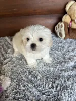Mark, a male Shih Tzu and Mal Shi for sale in Lake City, FL – 3 of 5