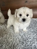 Toby, a male Maltese for sale in Lake City, FL – 2 of 3