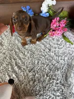 Maddie, a male Miniature Dachshund for sale in Lake City, FL – Photo 2 of 3