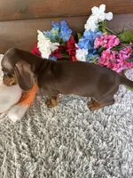 Maddie, a male Miniature Dachshund for sale in Lake City, FL – Photo 3 of 3