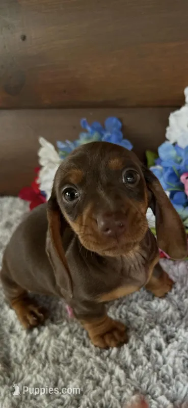 Maddie – Miniature Dachshund puppy for sale in Lake City, FL